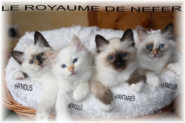chatons 2012